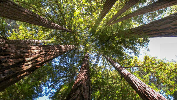 Best Tree Health Inspection  in Frankl, IN