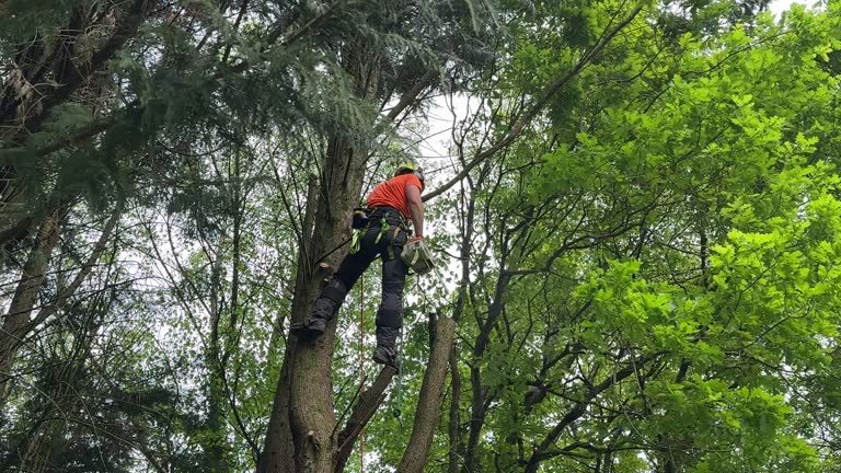 How Our Tree Care Process Works  in  Franklin, IN